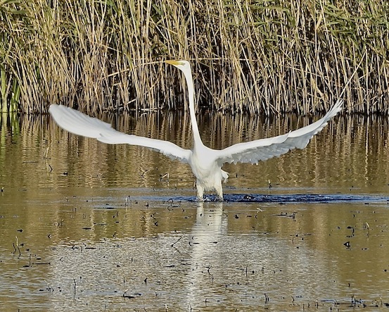 great white egret